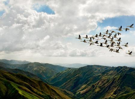 Pájaros en formación