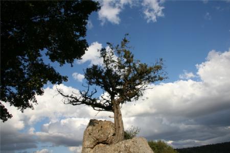 Los árboles más resistentes a los extremos climáticos en España