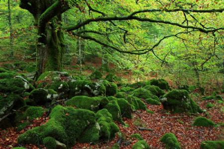 Vegetación y clima en Auñamendi. “Bosques y selvas del Quinto Real al Irati”