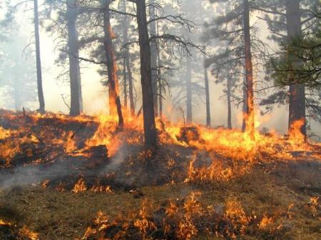 Integración de una cartografía de vientos en situaciones meteorológicas de riesgo de incendios forestales en la Comunidad Valenciana mediante un SIG