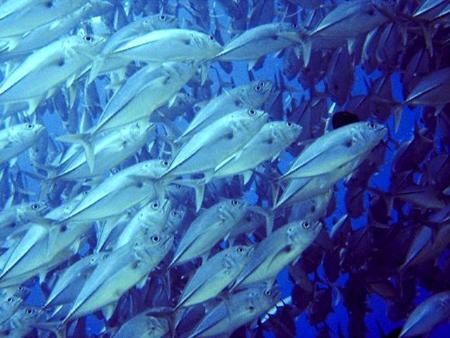 Los bancos de pesca con relación al tiempo atmosférico