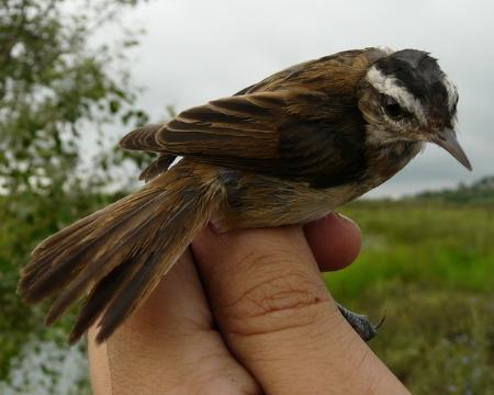 El cistícola buitrón (Cisticola juncidis), un pequeño pájaro de nuestros campos, sensible a las olas de frío