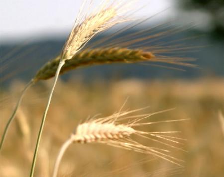 Los vientos en agricultura