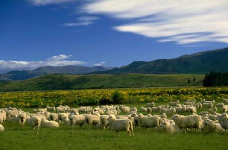 Contrastes climáticos y estrategias adaptativas entre montaña / meseta: La trashumancia tradicional entre Castilla / Extremadura y “A Serra dos Ancares” en el Noroeste de la Península Ibérica