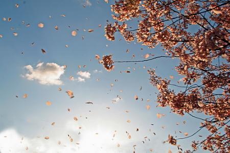 El viento y la dispersión de las plantas