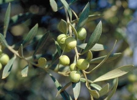 Fenología, aerobiología y producción del olivar en Almodóvar del Campo (Castilla-La Mancha)