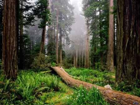 El clima y los árboles forestales
