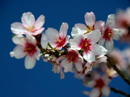Plantas y animales indicadores del clima