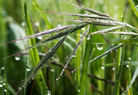 La lluvia y los cultivos