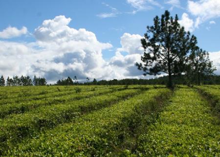 El clima agrícola de un lugar