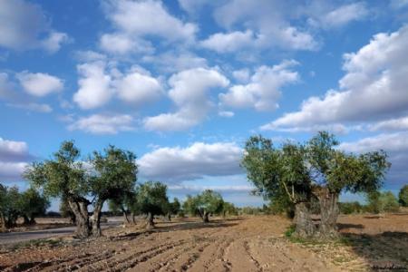 La agroclimatología, instrumento de planificación agrícola