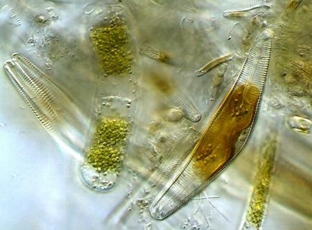 El papel de los seres vivos en la evolución planetaria
