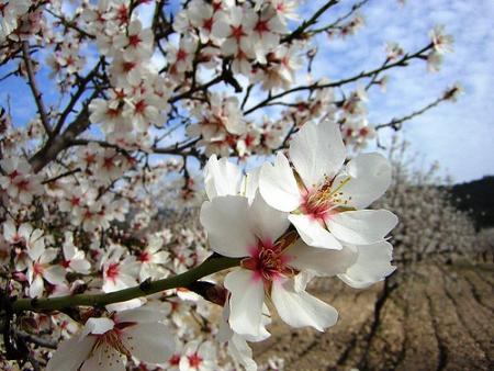 Necesidades de frío invernal de los frutales caducifolios