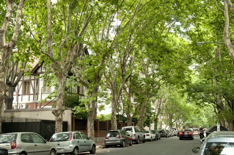 Efectos de los árboles sobre el viento en el medio urbano