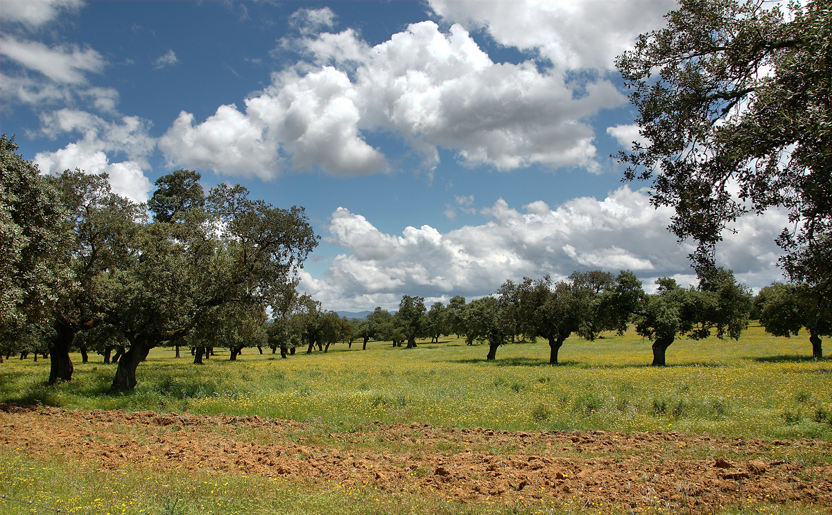 Dehesas de encinas. Influencia de la meteorología en la producción de bellotas