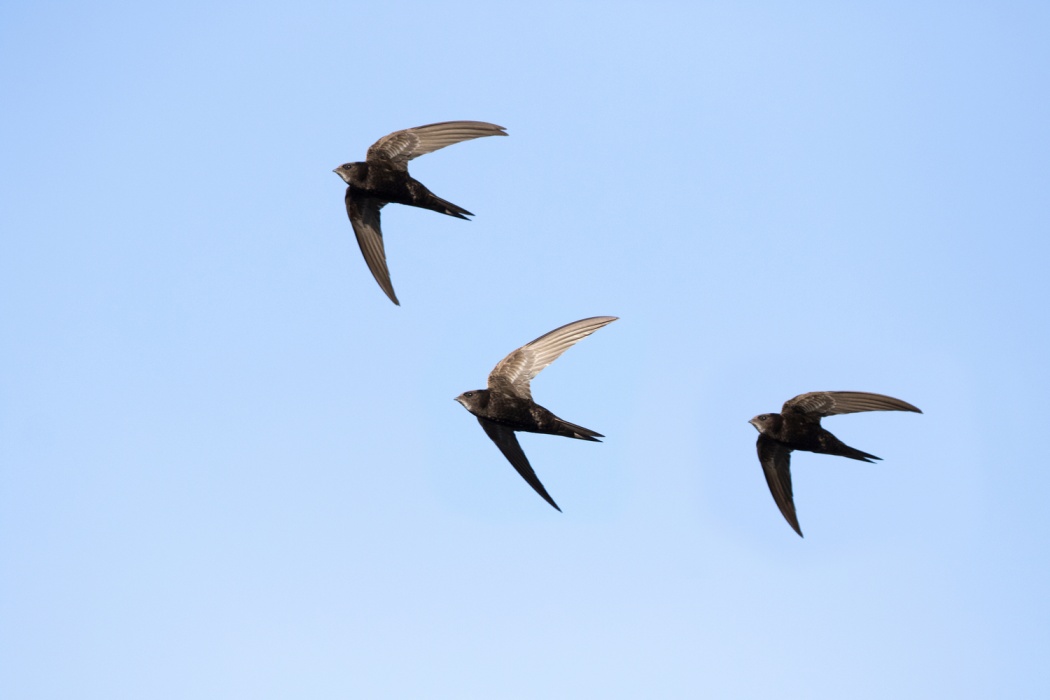 Caracterización fenológica, una herramienta clave para la climatología: estudio de la migración en cuatro especies estivales