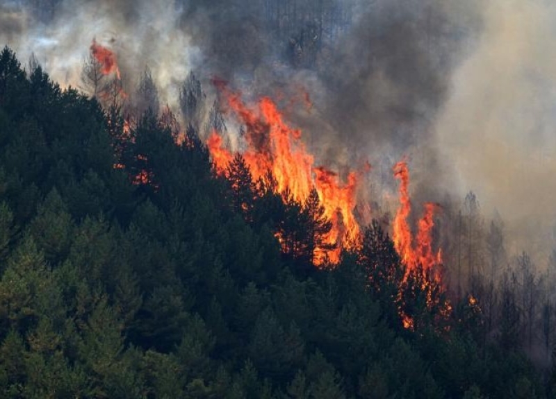 Incendios forestales avivados por el calentamiento global