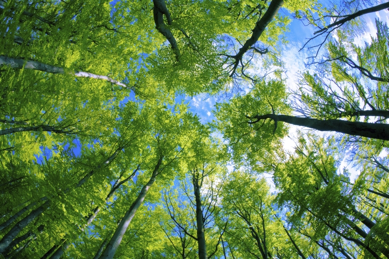 El papel de los bosques